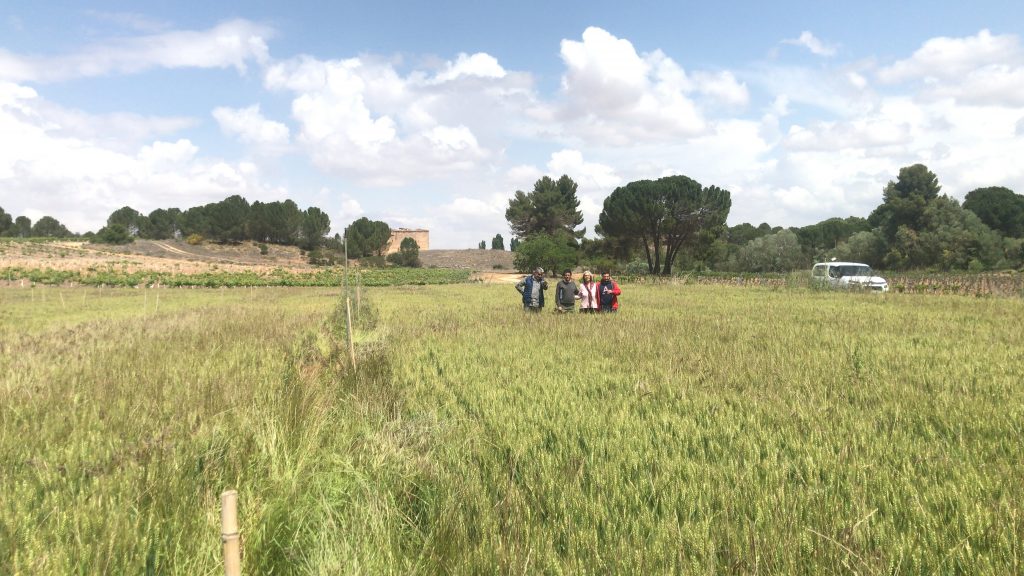 Field trials in Spain: how is it going?