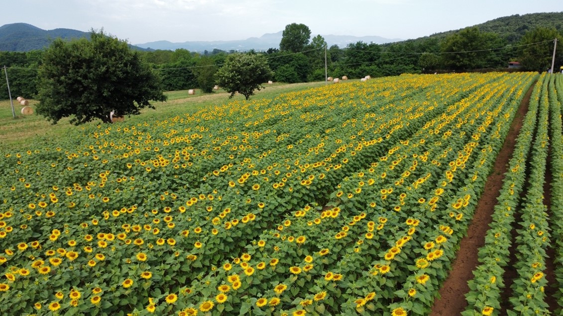 field of sunflowers